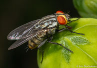 Mouche / Matoury, Guyane française, mars 2014.