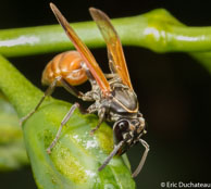 Guêpe / Matoury, Guyane française, mars 2014.