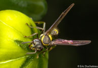 Guêpe / Matoury, Guyane française, mars 2014.