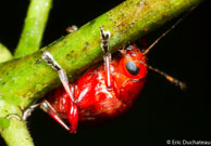 Chrysomèle / Angoulême (Mana), Guyane française, mars 2014.