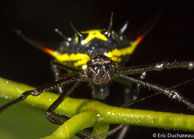 Gasteracantha / Angoulême (Mana), Guyane française, mars 2014.