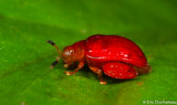 Chrysomèle / Angoulême (Mana), Guyane française, mars 2014.