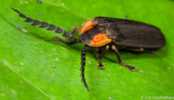 Luciole / Angoulême (Mana), Guyane française, mars 2014.