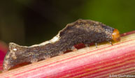 Chenille / Angoulême (Mana), Guyane française, mars 2014.