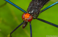 Micropézide / Angoulême (Mana), Guyane française, mars 2014.