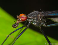 Micropézide / Angoulême (Mana), Guyane française, mars 2014.