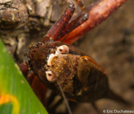 Sauterelle / Angoulême (Mana), Guyane française, mars 2014.