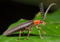 Luciole / Angoulême (Mana), Guyane française, mars 2014.