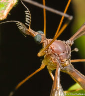 Tipule / Angoulême (Mana), Guyane française, mars 2014.