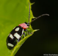 Chrysomèle / Angoulême (Mana), Guyane française, mars 2014.