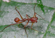 Araignée myrmécomorphe / De loin, on dirait une fourmi mais c'est bien une araignée!! Angoulême (Mana), Guyane française, mars 2014.