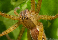 Lycosidae / Angoulême (Mana), Guyane française, mars 2014.