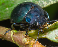 Chrysomèle / Matoury, Guyane française, mars 2014.