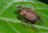 Bousier / Matoury, Guyane française, mars 2014.