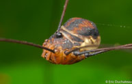 Opilion / Matoury, Guyane française, mars 2014.