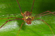 Opilion / Réserve Trésor, Guyane française, mars 2014.