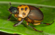 Bousier / Réserve Trésor, Guyane française, mars 2014.