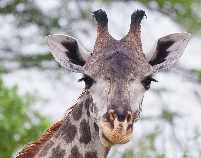 Girafe