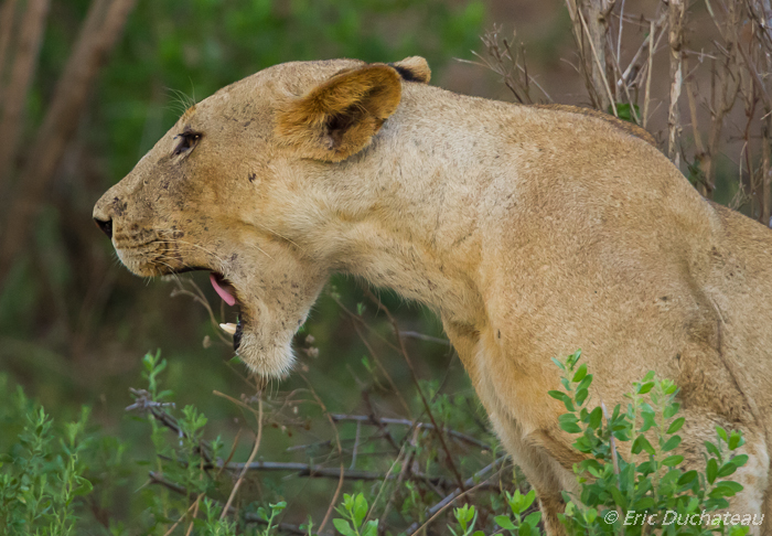 Lion