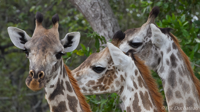 Girafes