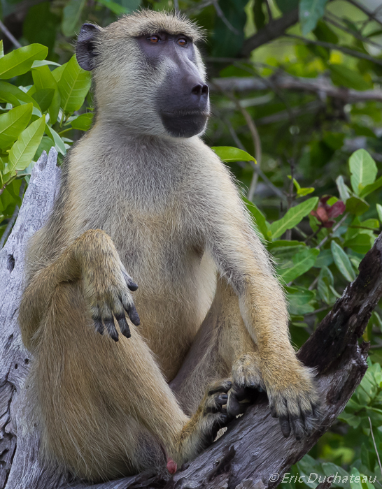 Babouin cynocéphale ou babouin jaune