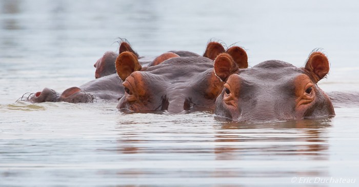 Hippopotame