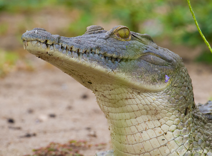 Crocodile du Nil