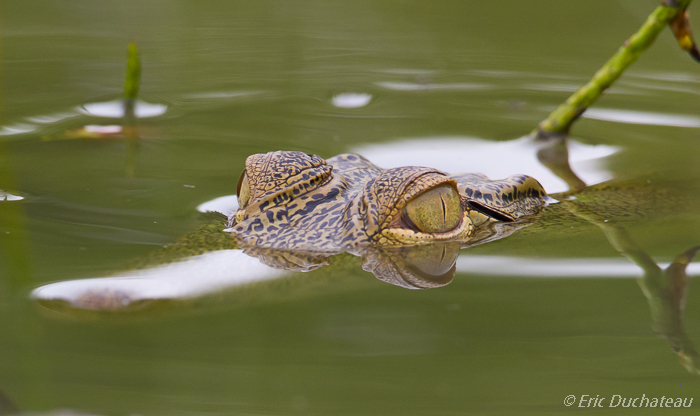 Crocodile du Nil
