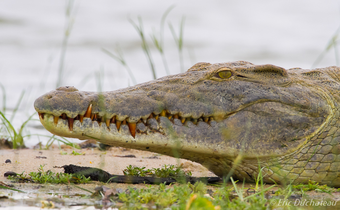 Crocodile du Nil