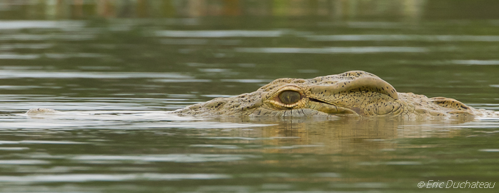 Crocodile du Nil