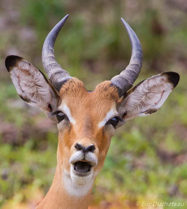 Impala (mâle)