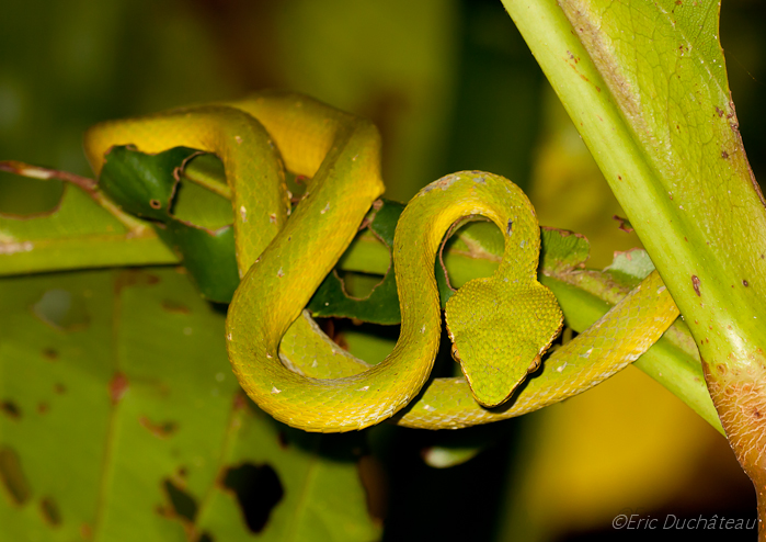 Trimeresurus popeorum