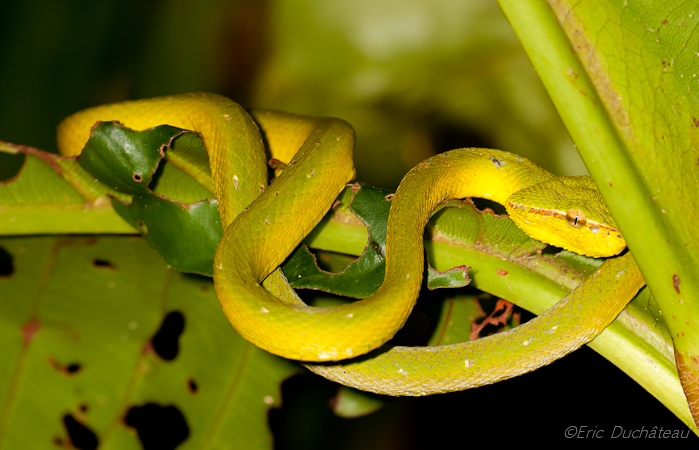 Trimeresurus popeorum