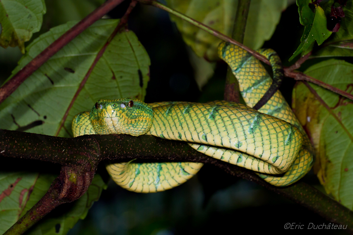 Tropidolaemus wagleri