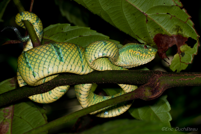 Tropidolaemus wagleri