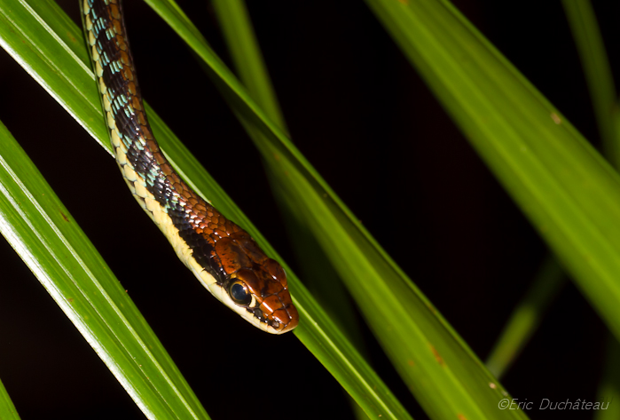 Dendrelaphis formosus