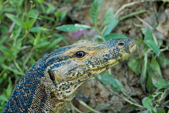 Varan