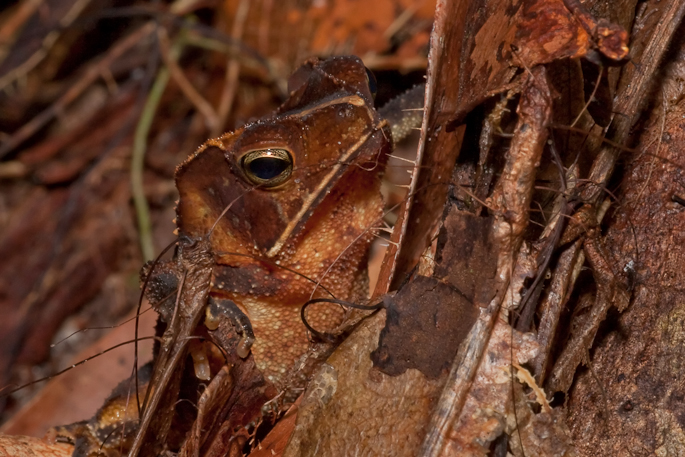Crapaud à petite crête (crapaud feuille)