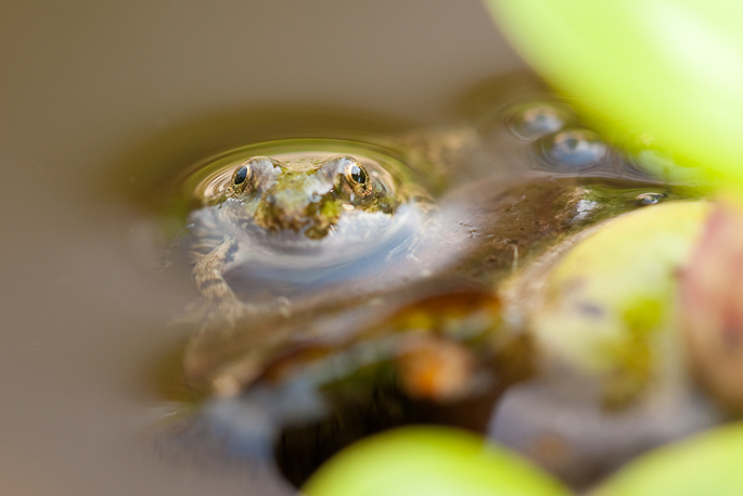 Grenouille verte