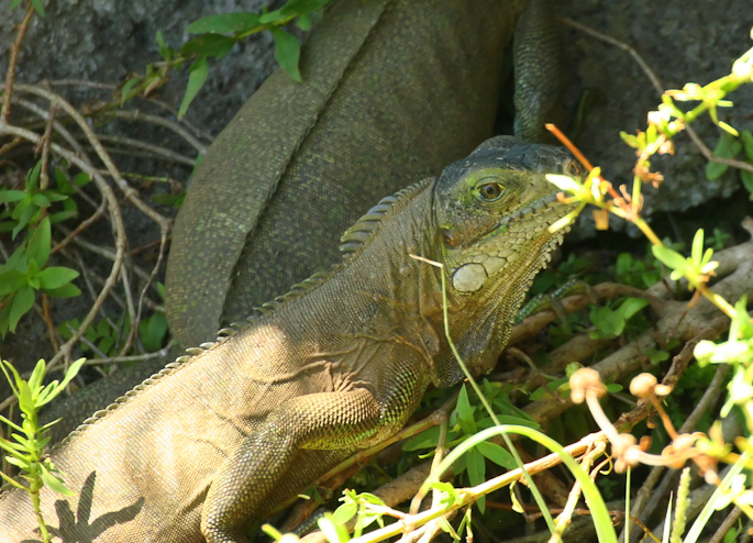 Iguane