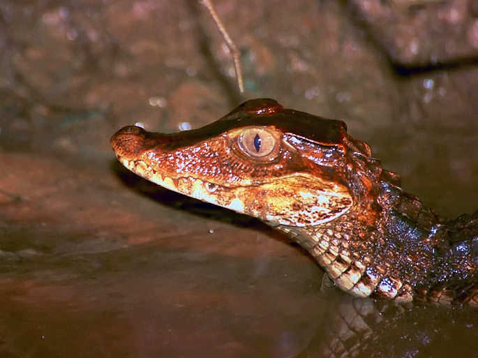 Caïman rouge