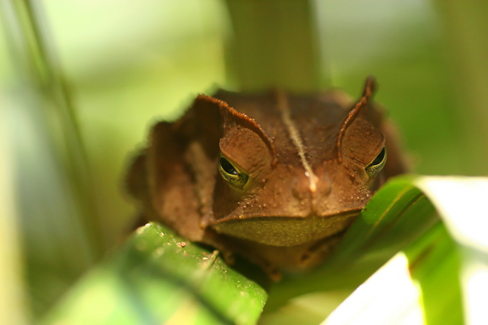 Crapaud à crête