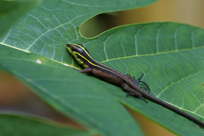 Kentropyx calcarata