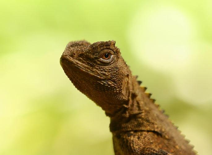 Uranoscodon superciliosus (Lézard sourcilleux)