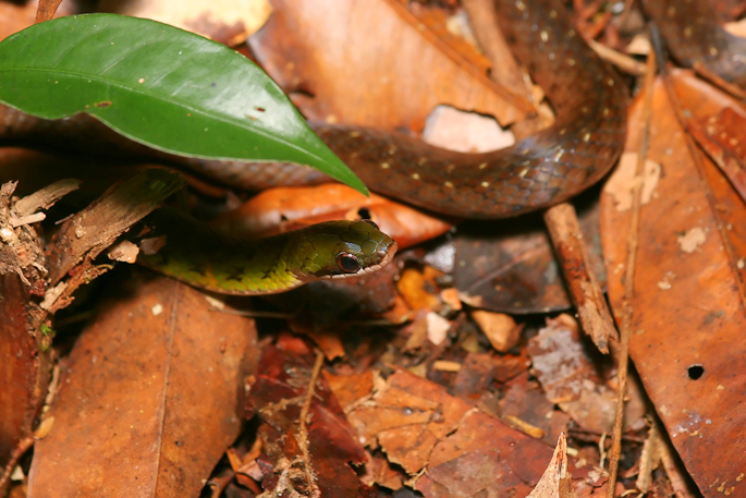 Liophis reginae