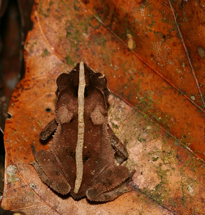 Crapaud à petite crête (crapaud feuille)