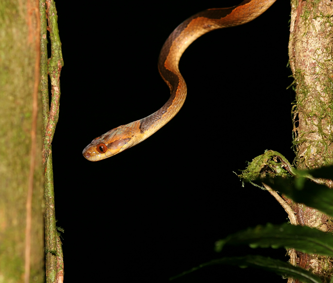 Liophis lineatus