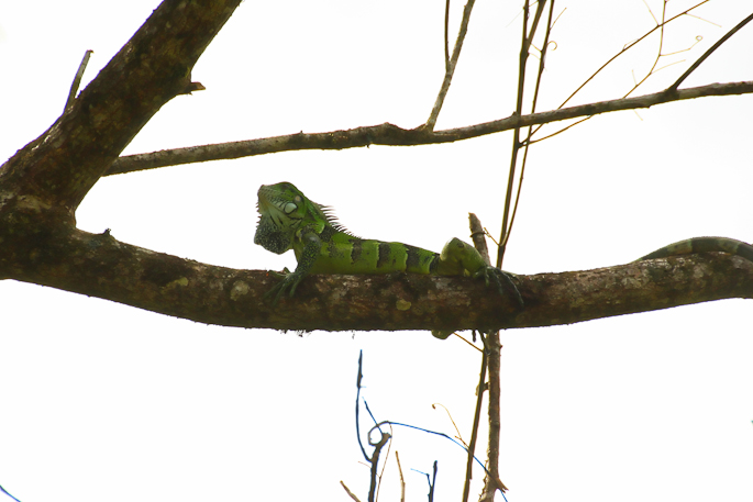 Iguane vert
