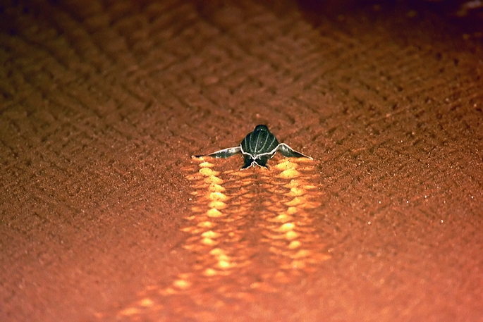 Tortue luth (juvénile)