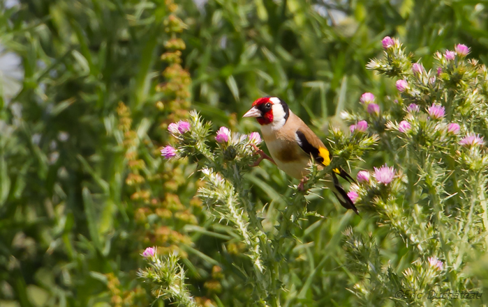 Chardonneret élégant